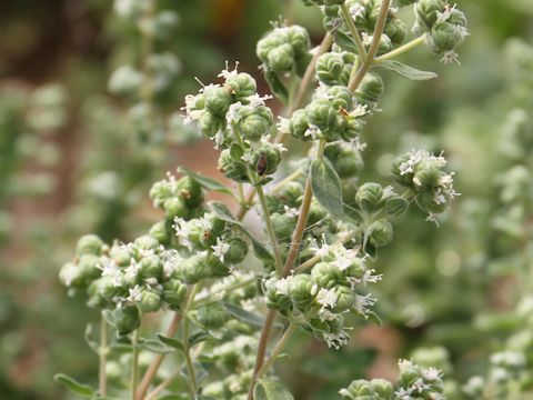 Origanum majorana