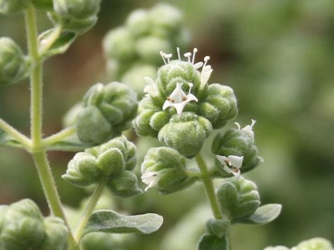 Origanum majorana