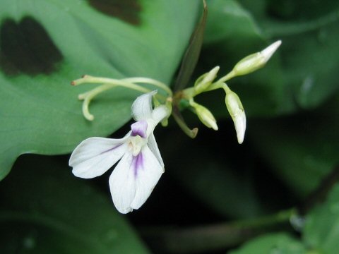 Maranta leuconeura var. kerchoveana