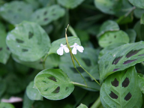 Maranta leuconeura var. kerchoveana