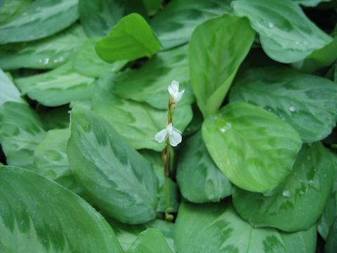 Maranta leuconeura