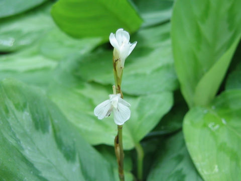 Maranta leuconeura