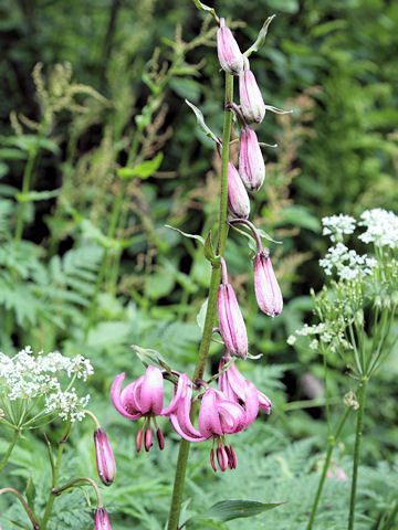 Lilium martagon