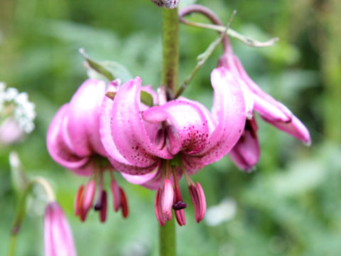 Lilium martagon