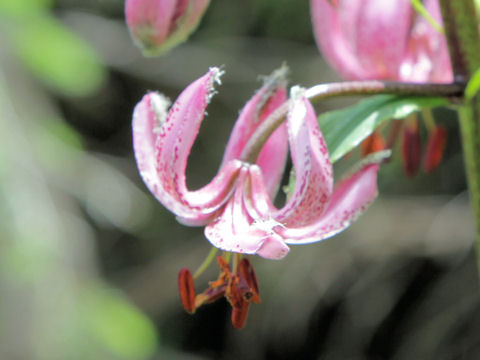 Lilium martagon