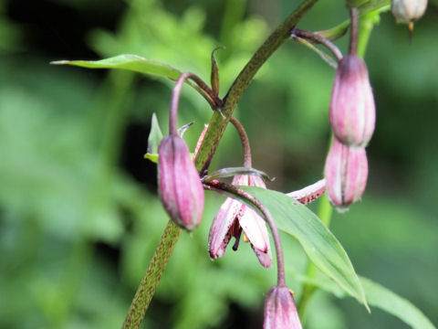 Lilium martagon