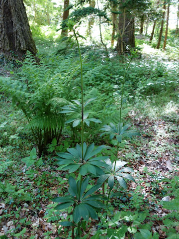 Lilium martagon