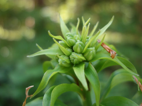 Lilium martagon