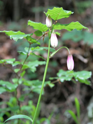 Lilium martagon