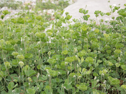 Marsilea macropoda