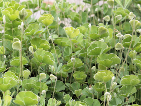 Marsilea macropoda