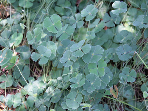 Marsilea macropoda