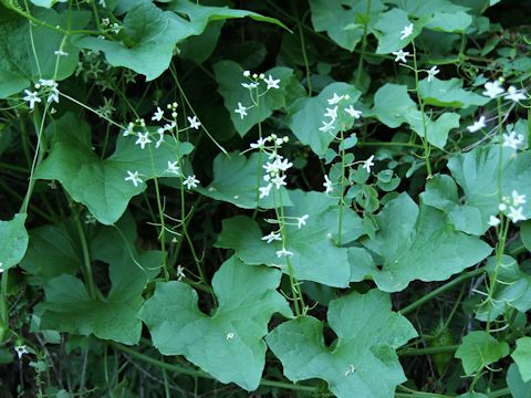 Marah oreganus