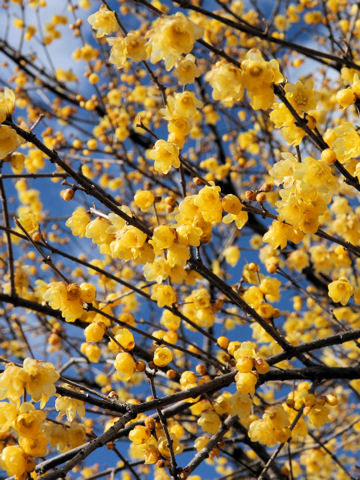 Chimonanthus praecox f. concolor cv. Mangetsu