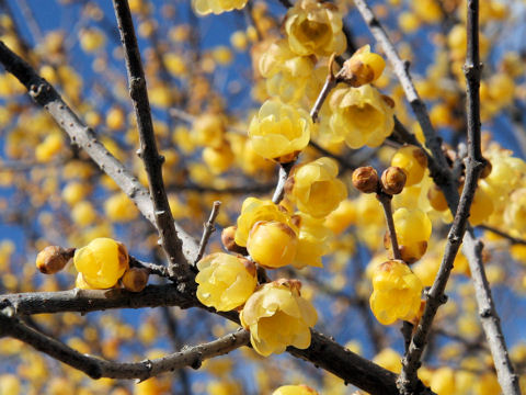 Chimonanthus praecox f. concolor cv. Mangetsu