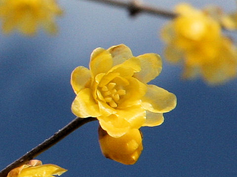 Chimonanthus praecox var. lutea cv. Mangetsu