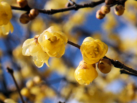 Chimonanthus praecox f. concolor cv. Mangetsu