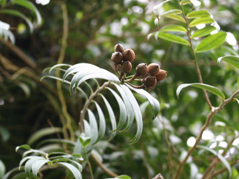 Marcgravia rectiflora