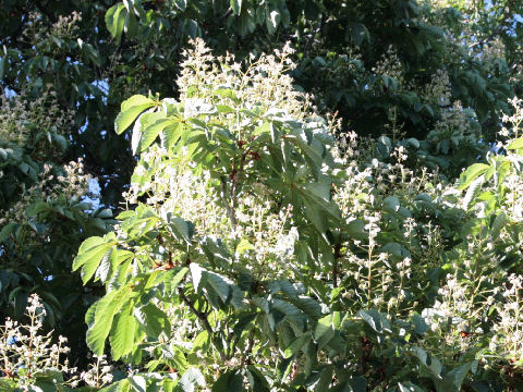 Aesculus hippocastanum