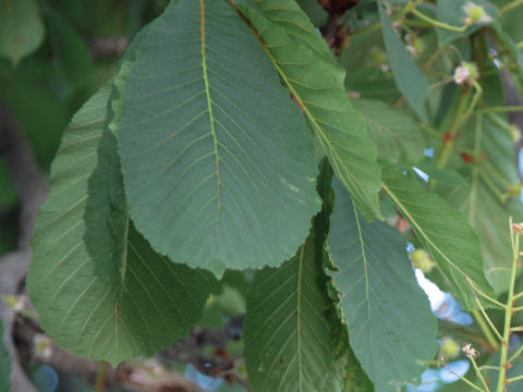 Aesculus hippocastanum