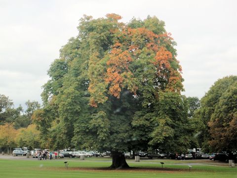 Aesculus hippocastanum