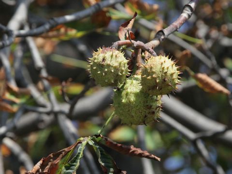 Aesculus hippocastanum