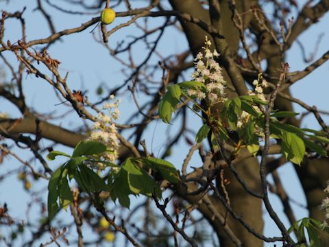 Aesculus hippocastanum