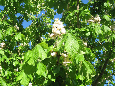 Aesculus hippocastanum