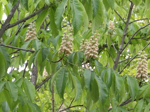 Aesculus hippocastanum