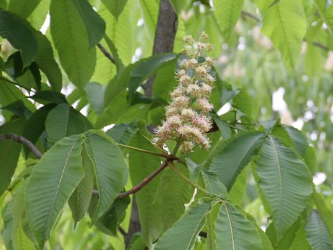 Aesculus hippocastanum