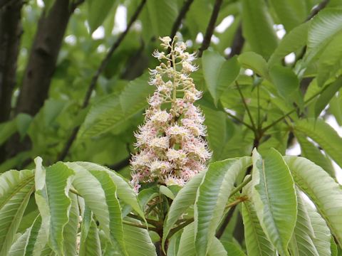 Aesculus hippocastanum