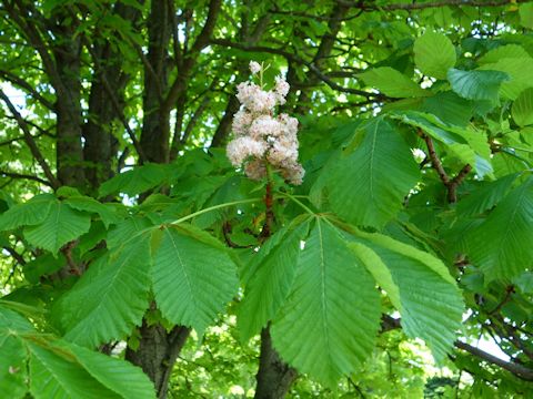 Aesculus hippocastanum cv. Baumannii