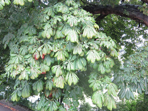 Aesculus hippocastanum