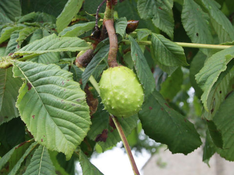 Aesculus hippocastanum