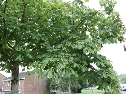 Aesculus hippocastanum