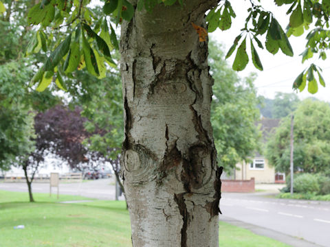 Aesculus hippocastanum