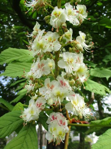 Aesculus hippocastanum