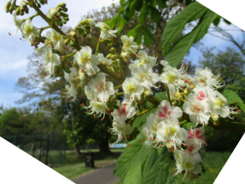 Aesculus hippocastanum