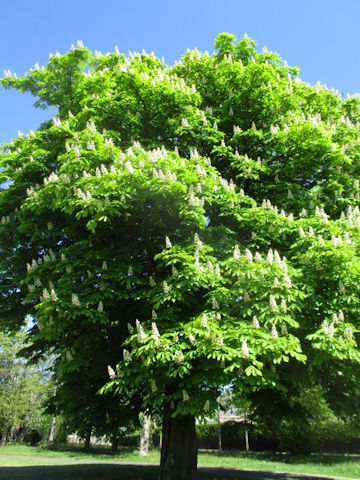 Aesculus hippocastanum