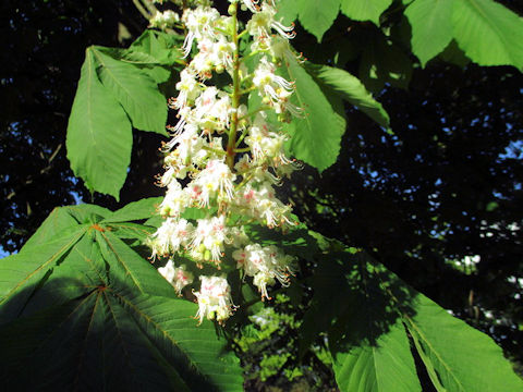 Aesculus hippocastanum