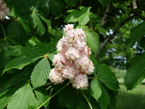 Aesculus hippocastanum