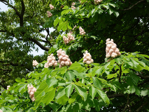 Aesculus hippocastanum