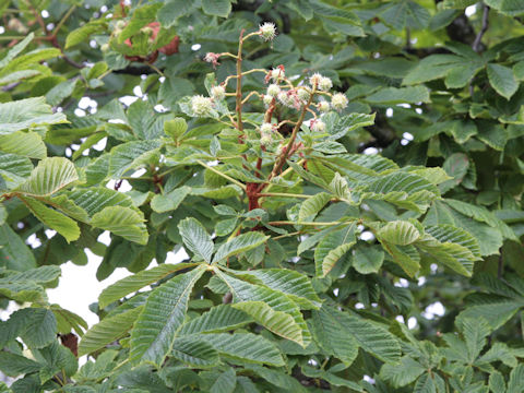 Aesculus hippocastanum