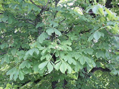 Aesculus hippocastanum