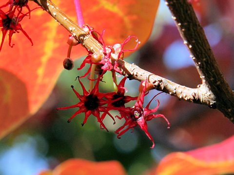 Disanthus cercidifolius