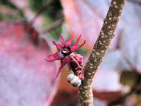 Disanthus cercidifolius