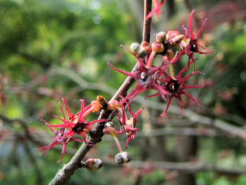 Disanthus cercidifolius