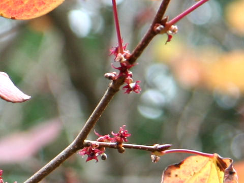 Disanthus cercidifolius