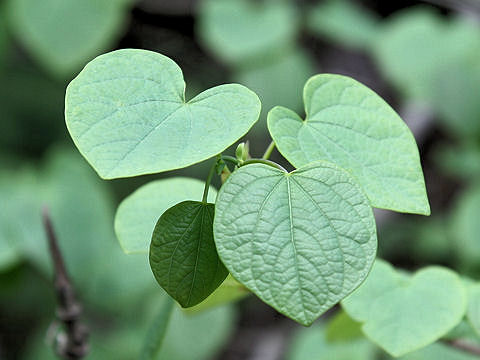 Disanthus cercidifolius