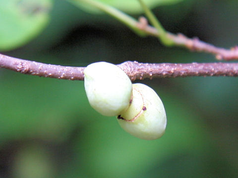 Disanthus cercidifolius